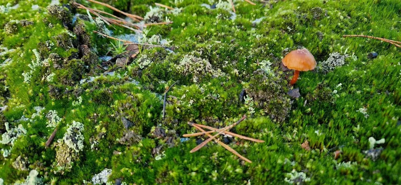 Touch grass: nature connection for LGBTQ+ featured image