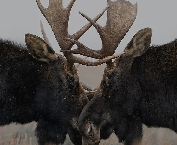 Submissions Open for 2026 Queer Nature Photography Awards